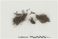 藏品(毛枝苔屬)的圖片